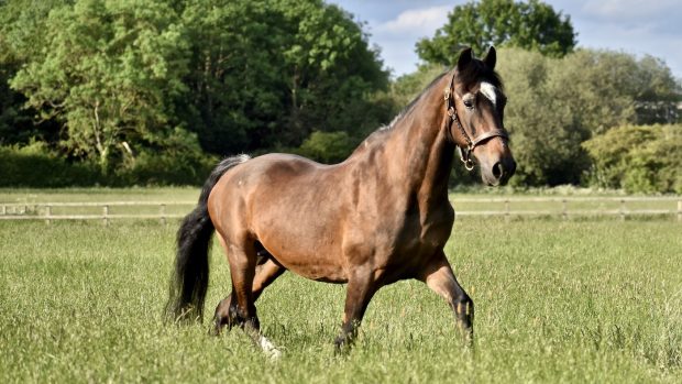 oldest Hackney stallion in the UK