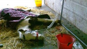 rescue pony HorseWorld equine assisted therapy