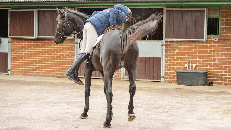 Breaking horses in expert advice on how to give a horse the best start