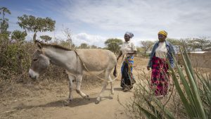 Brooke donkey skin trading East Africa