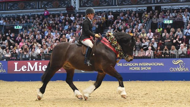 Dyffryngwy Sir Picasso, winner of the 2019 BSPS supreme M&M final