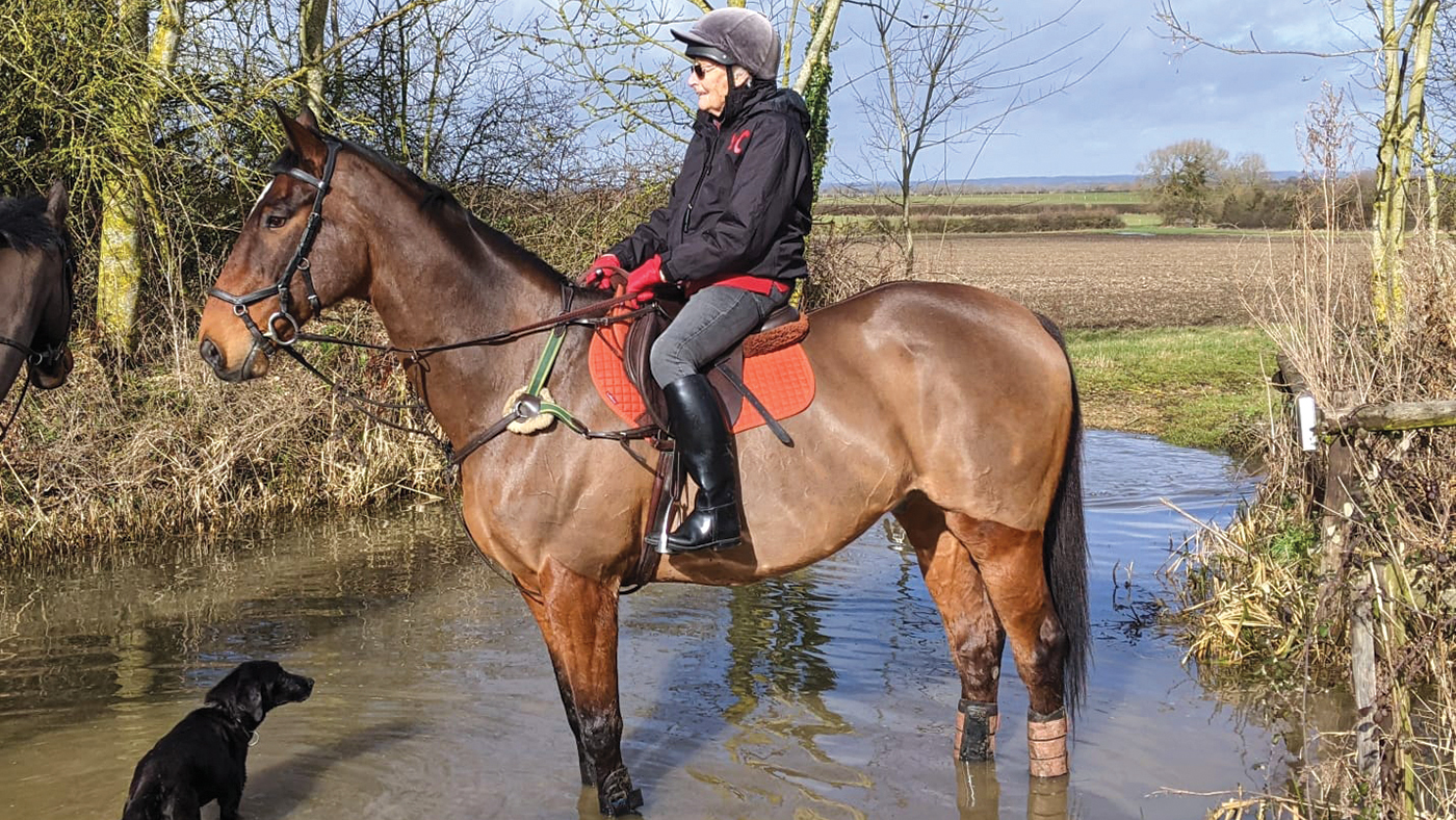 Pony Club ponies for sale
