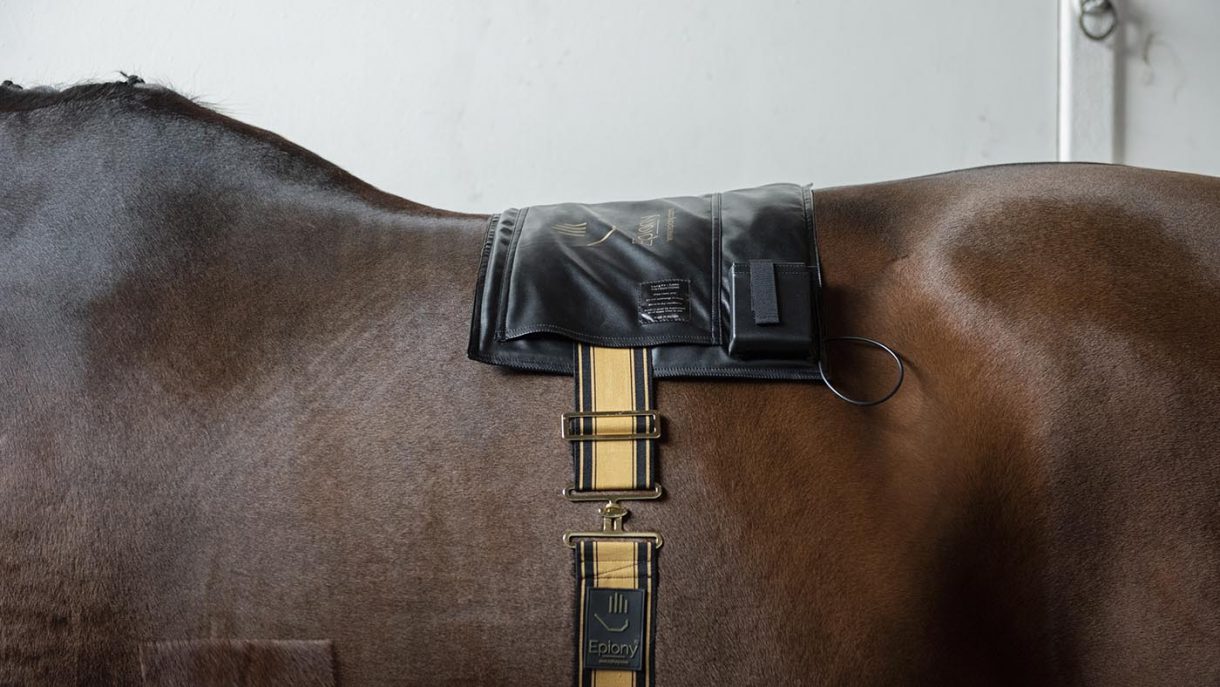 Best rugs for horses and more Horse & Hound