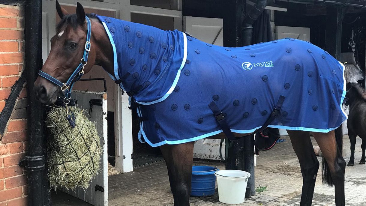 Best rugs for horses and more Horse & Hound