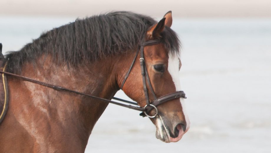 Hanging Cheek Snaffle How Does It Work Horse Hound
