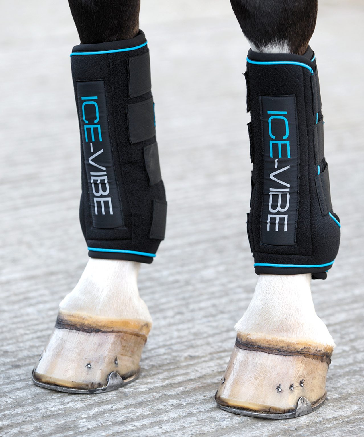 Best rugs for horses and more Horse & Hound