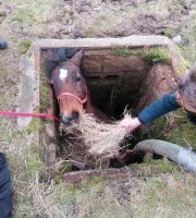 Fire crews rescue horse trapped in slurry pit