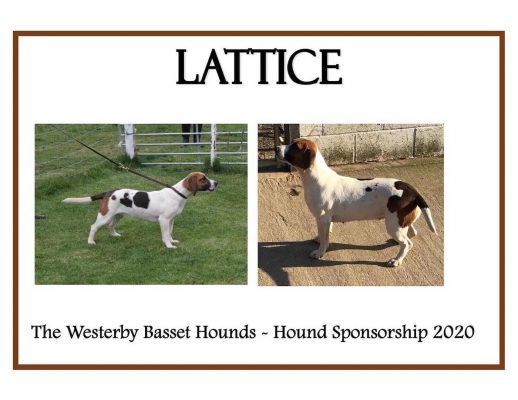 Westerby basset hounds stolen