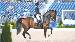 Verdades, dressage horse