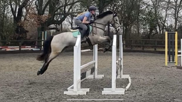 showjumping coronavirus