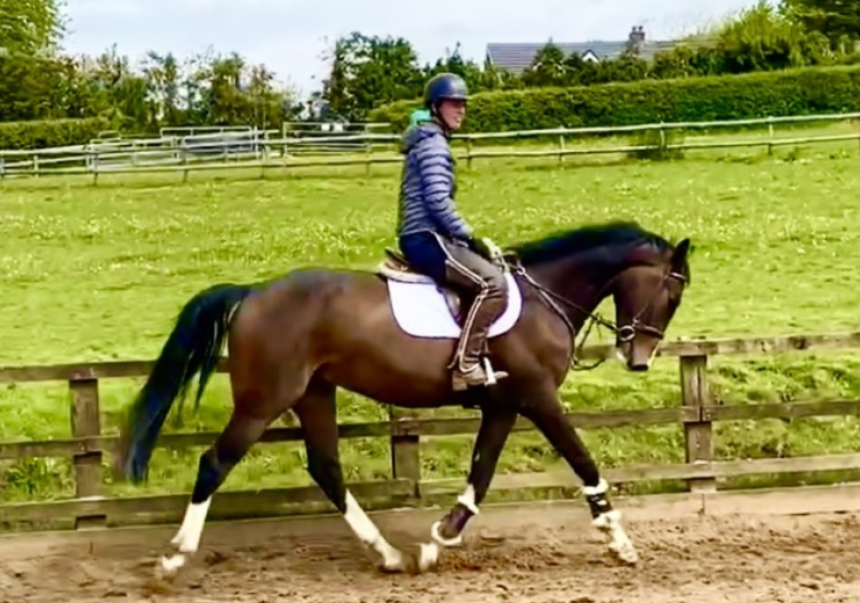 Check out this selection of Irish sport horses for sale