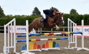 Pony Club ponies for sale