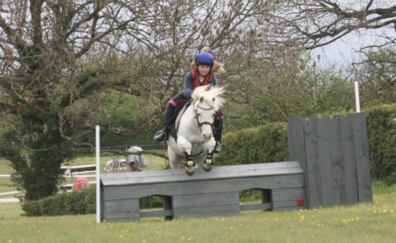 Pony Club ponies for sale