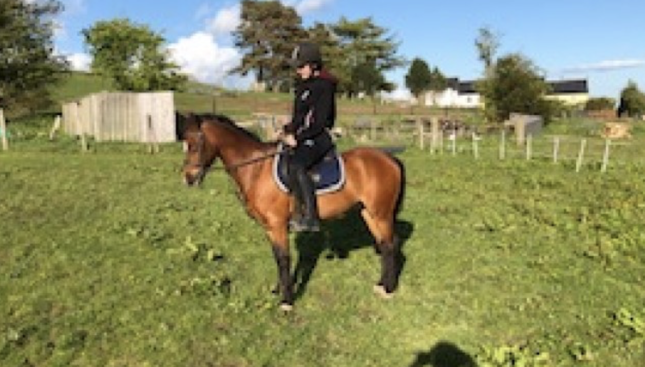 Pony Club ponies for sale