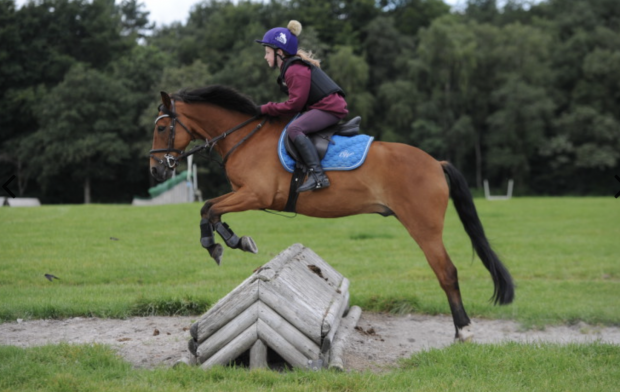 Pony Club ponies for sale