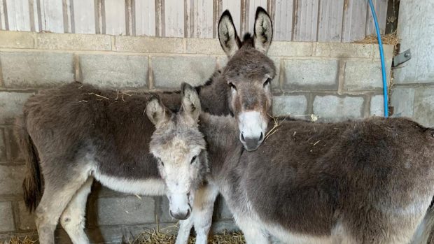 Suffering donkey RSPCA The Donkey Sanctuary