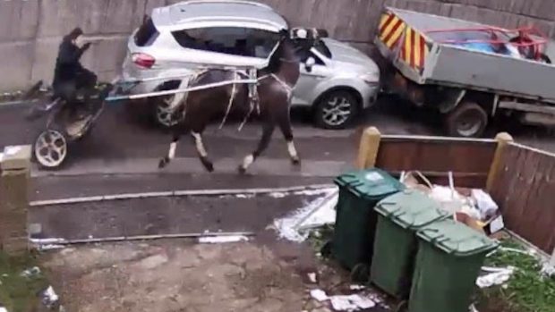 Surrey Police appeal man beat horse and dog