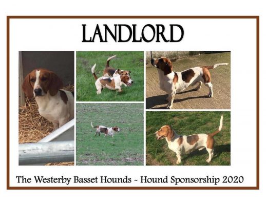 Westerby basset hounds stolen