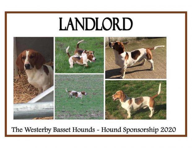 Westerby basset hounds stolen
