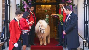 Teddy the Shetland afternoon tea The Goring