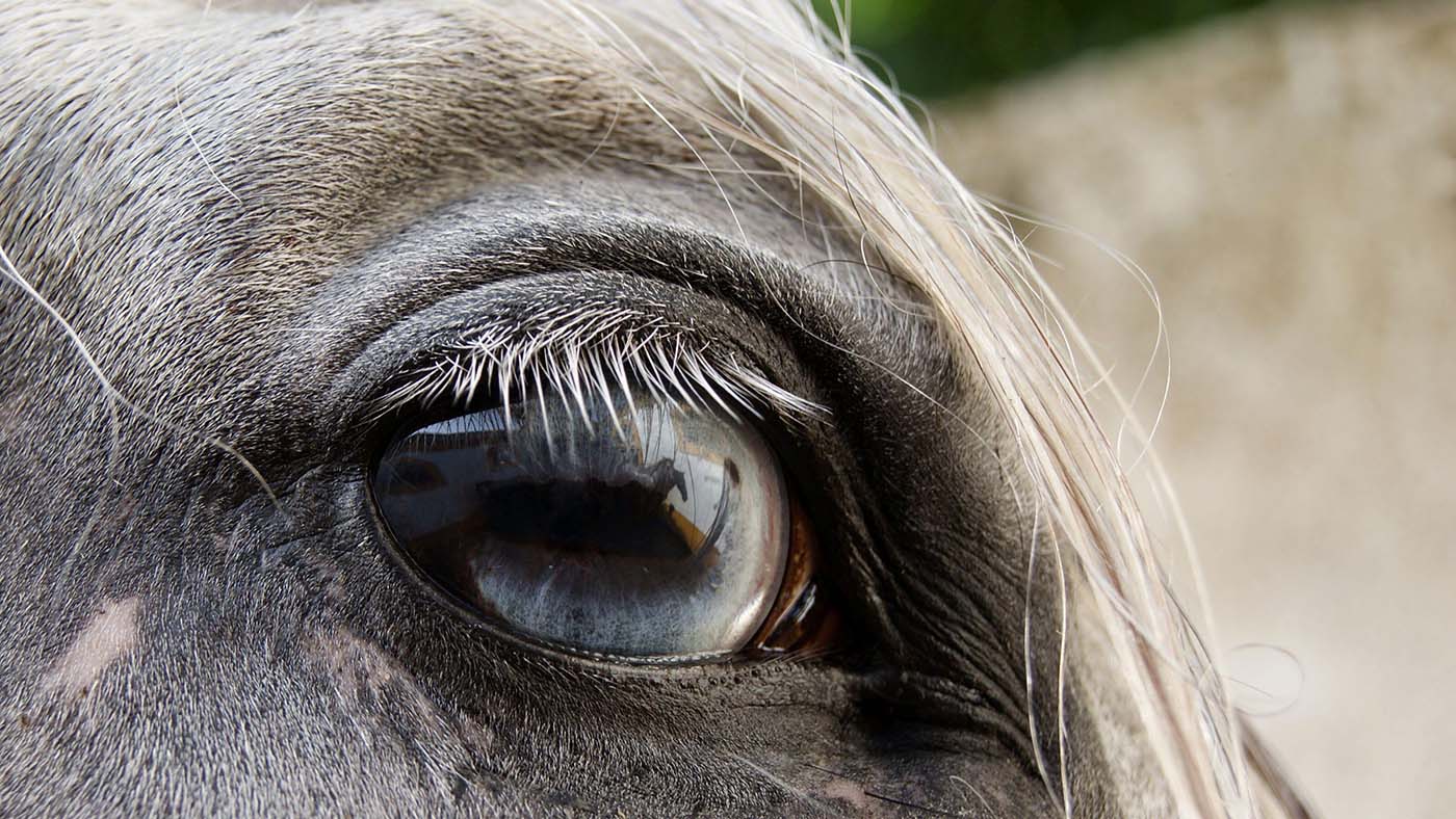 When does use of horses grow to be abuse? Consultants to debate the problem