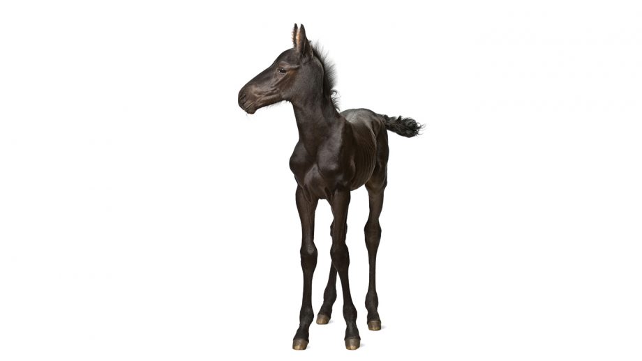 CX5PCB Foal, 1 week old, standing against white background