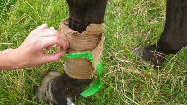 RSPCA rescued horse put down