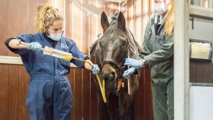 Horse recovering from colic surgery - drenching (?)