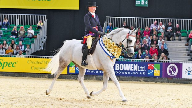 Rafeekah, being ridden by Kimberley Bates, to win the Purebred Arab of the Year, judged this time by 2025 HOYS judge David Bennett