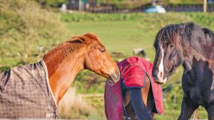 Kfield EDHF1 horses in rugs fighting