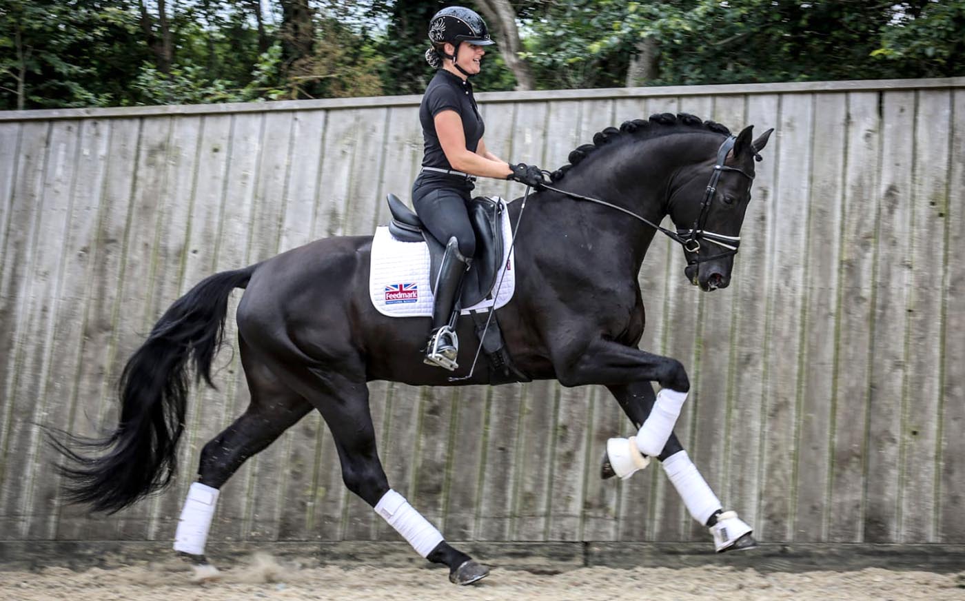Lestingdale, a young stallion standing in Britain