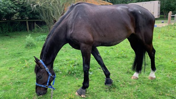 equine grass sickness awareness