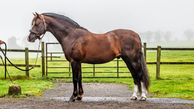 Moelview Prince Consort Welsh section B Horse & Hound magazine 4 March 2021 issue