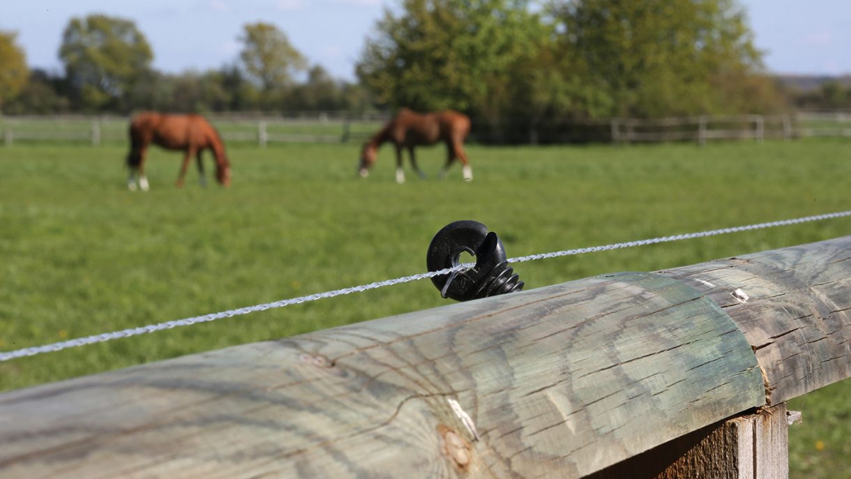 Group turnout for horses what are the pros and cons? *H&H Plus