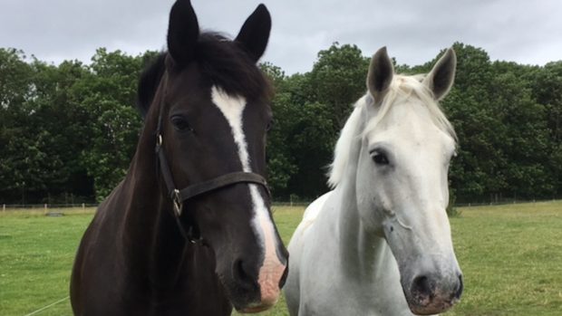 police horse retires