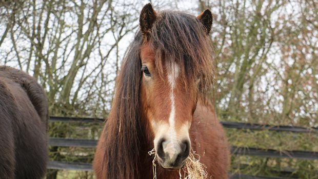 rescue horses Redwings Whisper Willows Wales