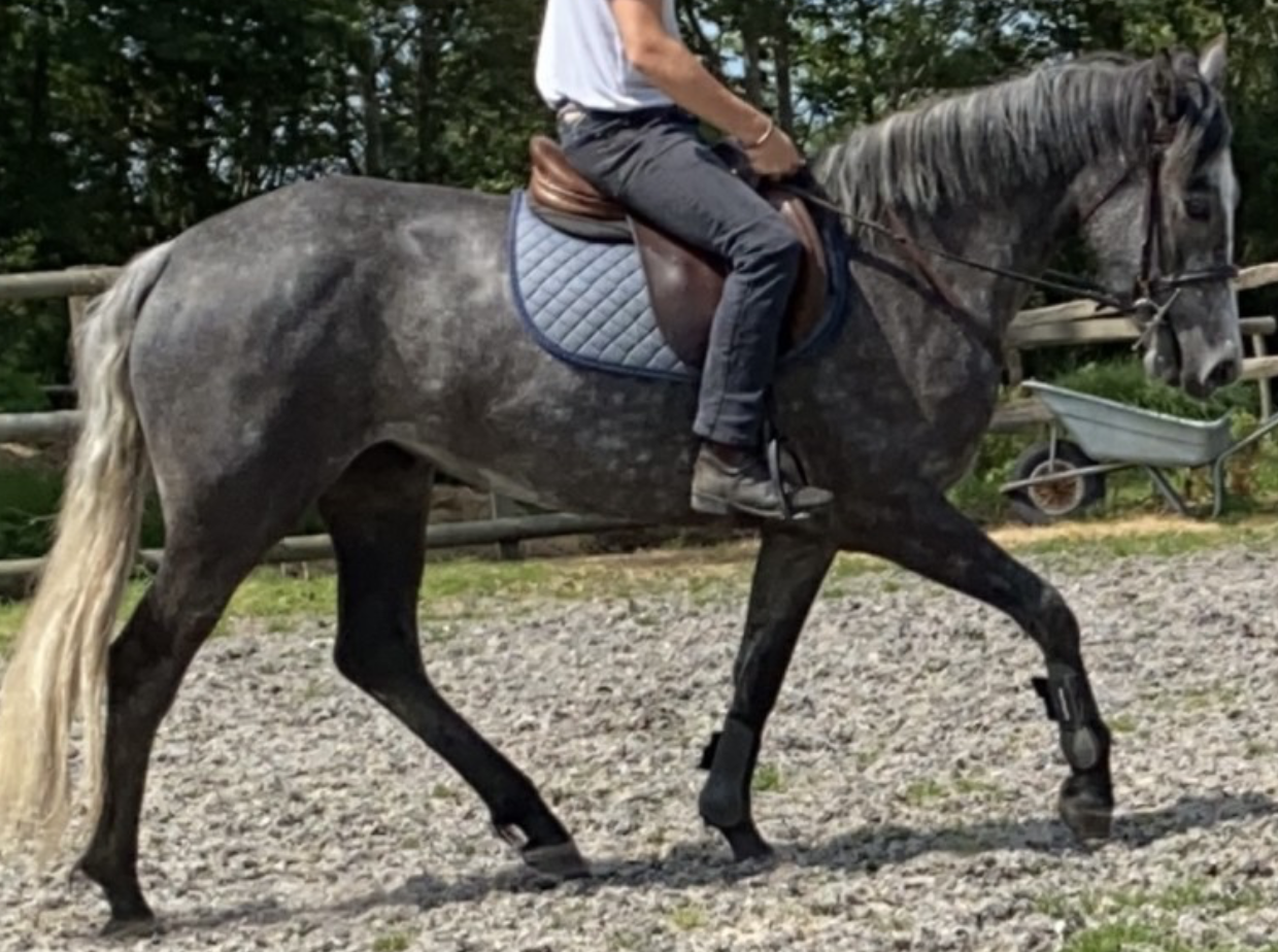 Connemara ponies for sale — brought to you by Horse & Hound