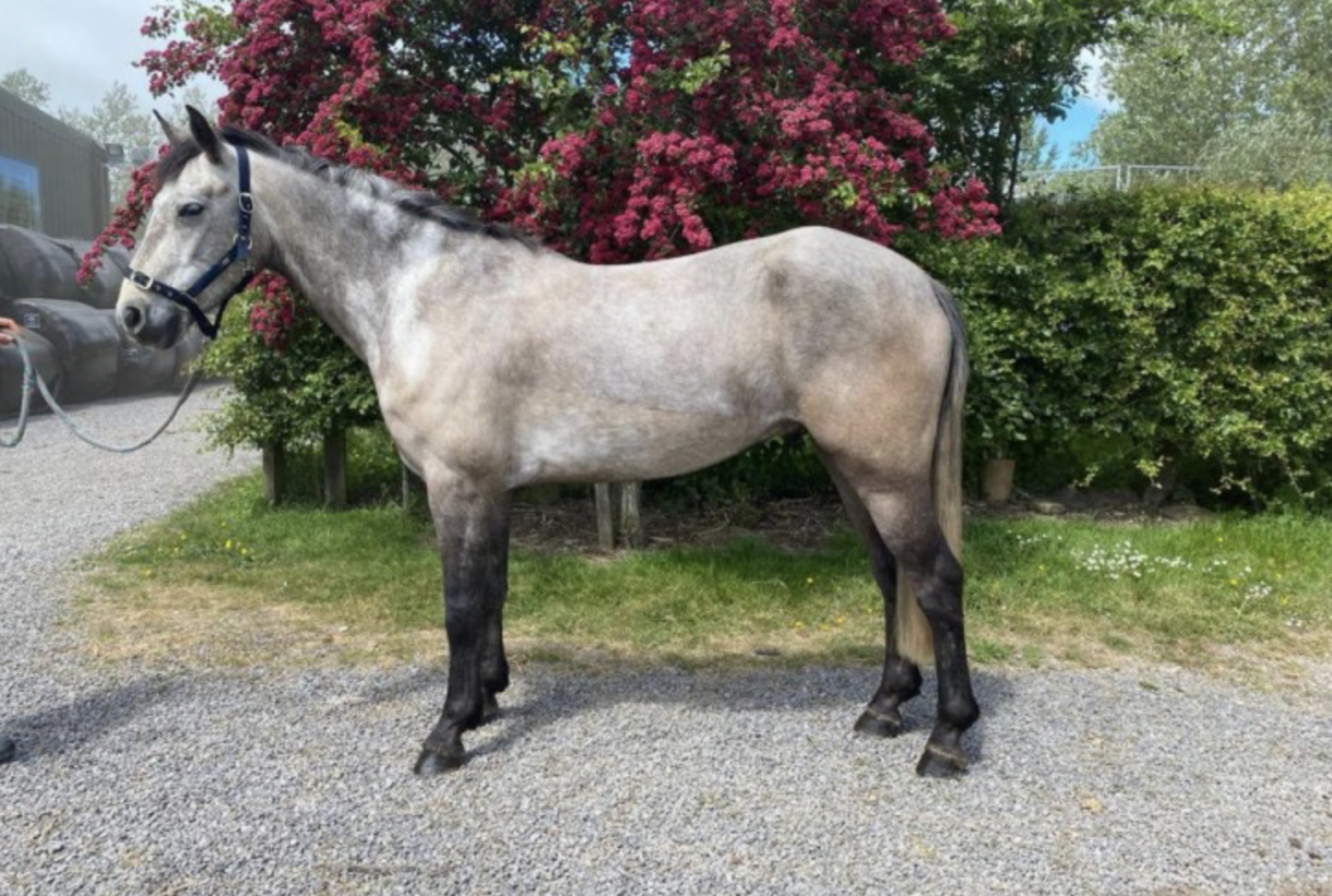 Connemara ponies for sale — brought to you by Horse & Hound