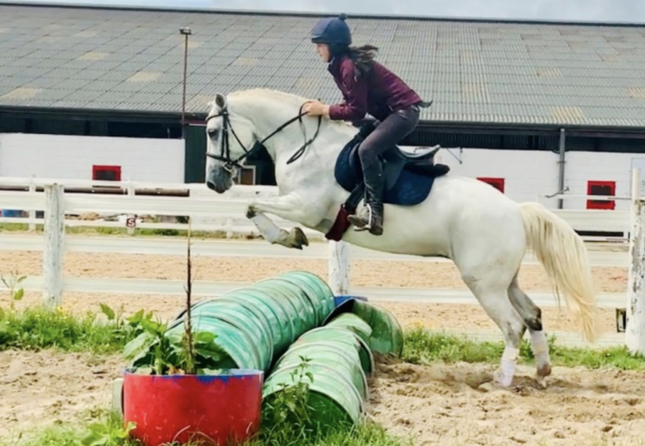 Connemara ponies for sale — brought to you by Horse & Hound