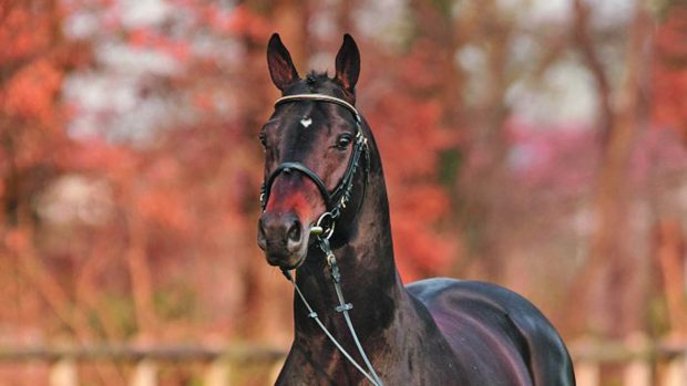 breeding stallion Sir Shutterfly died