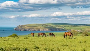 Horses at the cloudy Pembrokeshire coast, seen near Parrog, Dyfed, Wales.