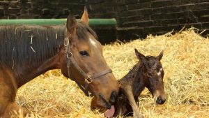 Frankel’s dam, Kind, has died aged 20 following complications after foaling