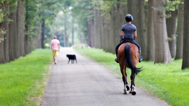 A rider out hacking with a walker and dog