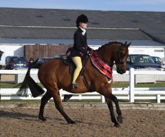 Winter Novice Supreme Champion Romanno Spot of Distinction ridden by Charlotte Caulfield.