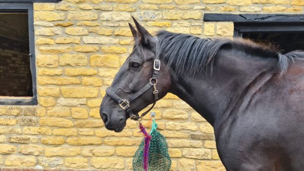 new recruit police horse