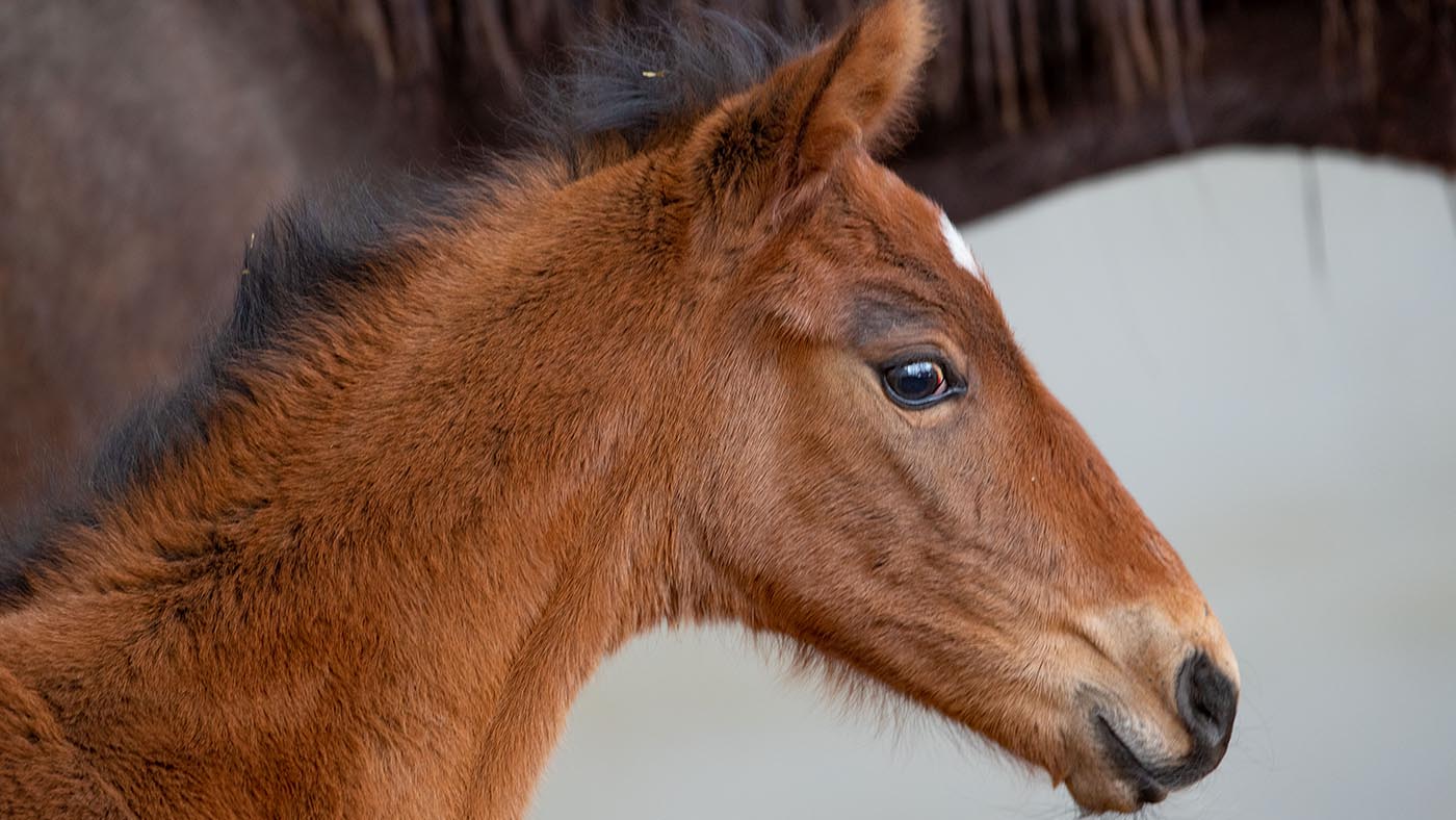 Breen Equestrian, Hickstead Place, Hickstead, Sussex. United Kingdom. GBR. 07/04/2021. ~ MANDATORY Credit Elli Birch/BootsandHooves - NO UNAUTHORISED USE - 07745 909676
