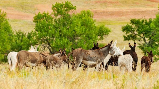 wild horses burros