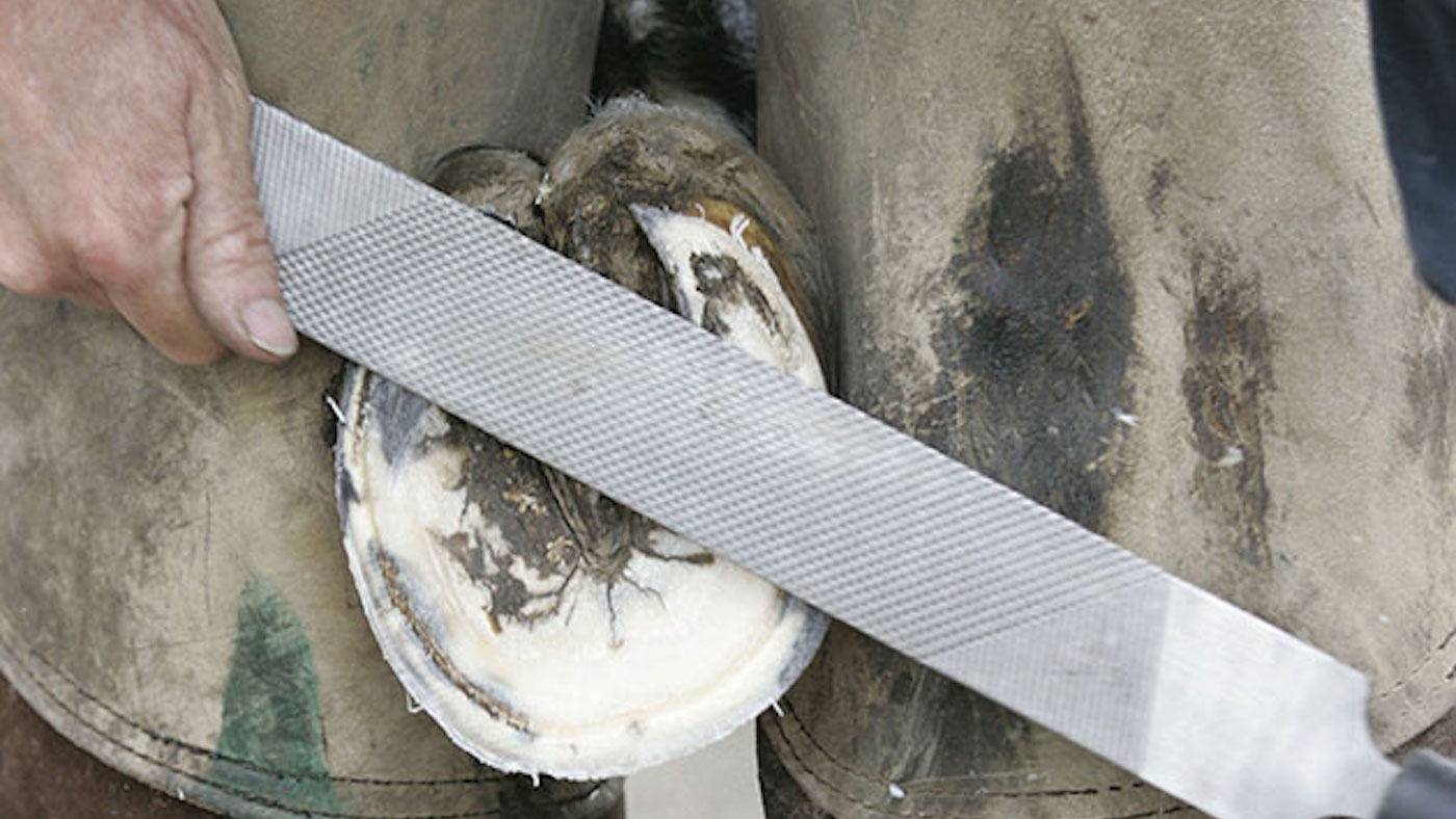 ‘Wholly irrelevant’: Top Court docket dismisses enchantment of farrier who punched and kicked pony 