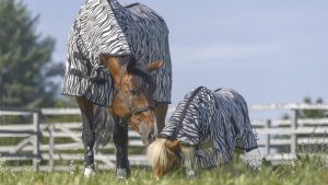 Two horses grazing in zebra print fly rugs for horses