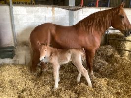 Rare Suffolk foal